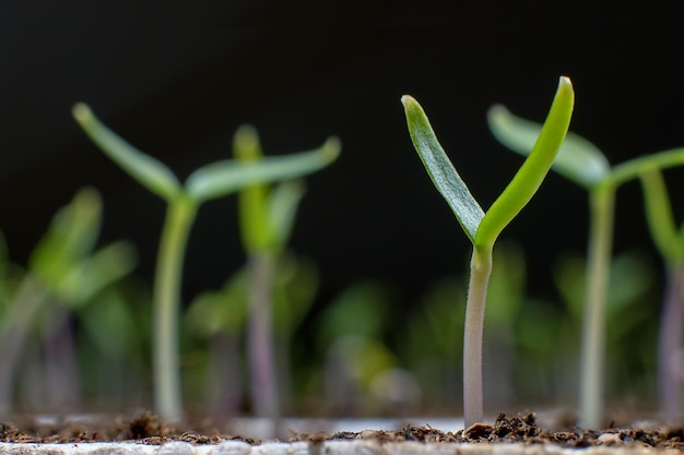 Plántulas jóvenes en primavera, primer plano.