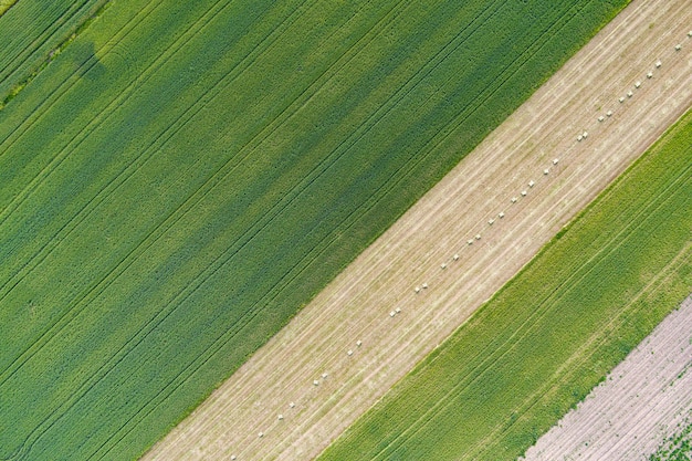 Plántulas jóvenes de trigo