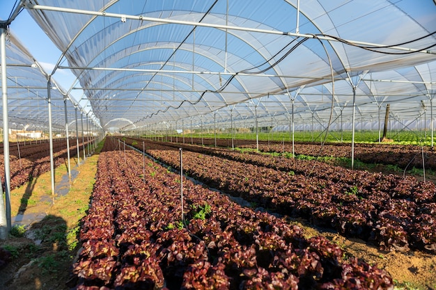 Plántulas de lechuga orgánica fresca en invernadero al aire libre