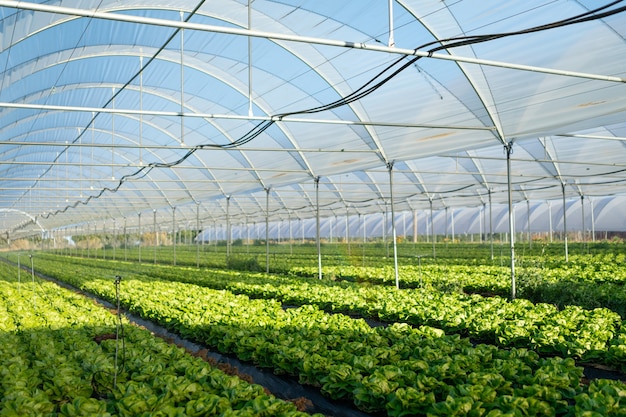 Plántulas de lechuga orgánica fresca en invernadero al aire libre