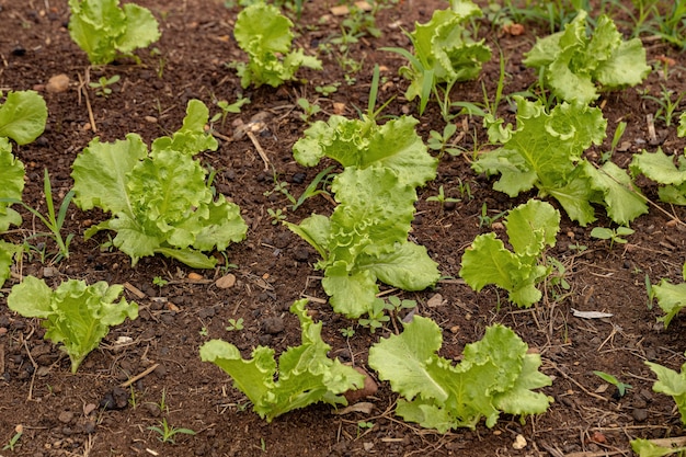 Plántulas de lechuga verde cultivadas en suelo