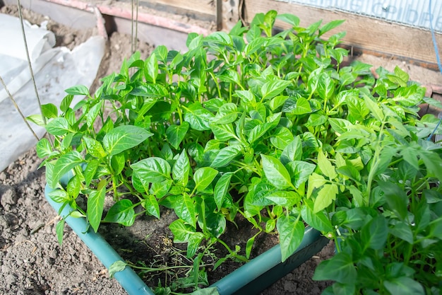 Plántulas en macetas que crecen en macetas de turba biodegradable