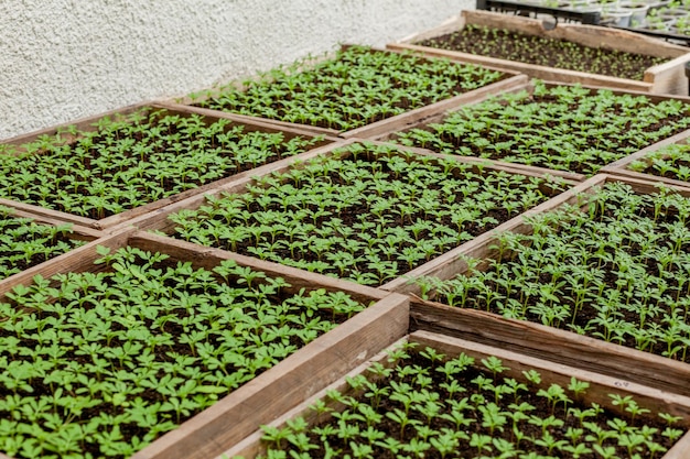 Plántulas en macetas de turba Plantas bebés que siembran bandejas de agujeros negros para plántulas agrícolas La siembra de primavera Plántulas tempranas cultivadas a partir de semillas en cajas en casa en el alféizar de la ventana Jardín agrícola