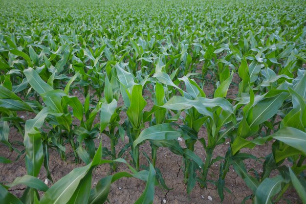 Plántulas de maíz en la plantación agrícola por la noche Planta de cereal verde joven que crece en el campo de maíz industria agrícola de alimentación animal