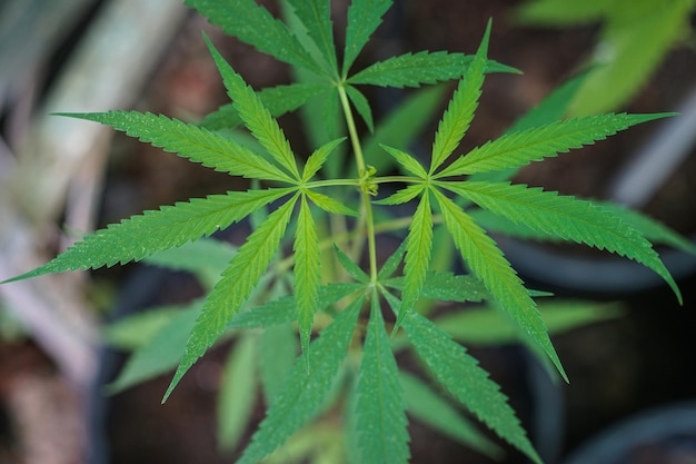 Las plántulas de marihuana tienen una gota de agua. hierba, hoja verde