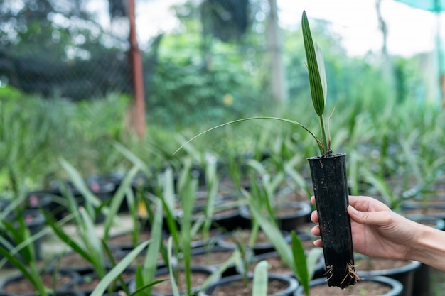 Plántulas de palmera datilera en la mano de un hombre