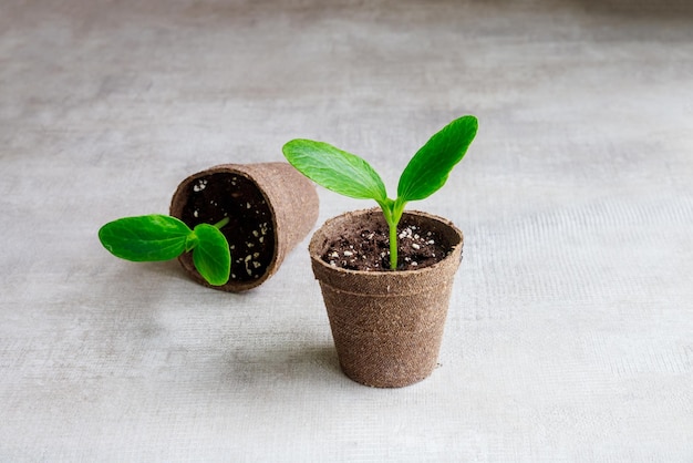 Plántulas de pepino creciendo en una olla