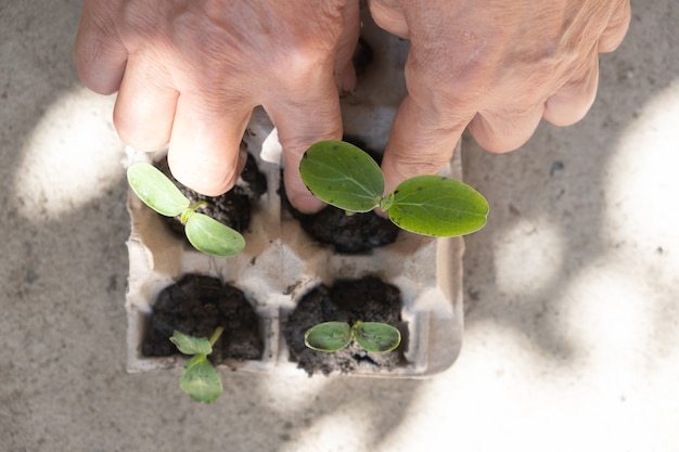 Foto plántulas de pepino jóvenes plantadas en caja debajo de los huevos.