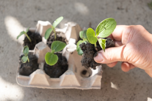 Plántulas de pepino jóvenes plantadas en caja debajo de los huevos.