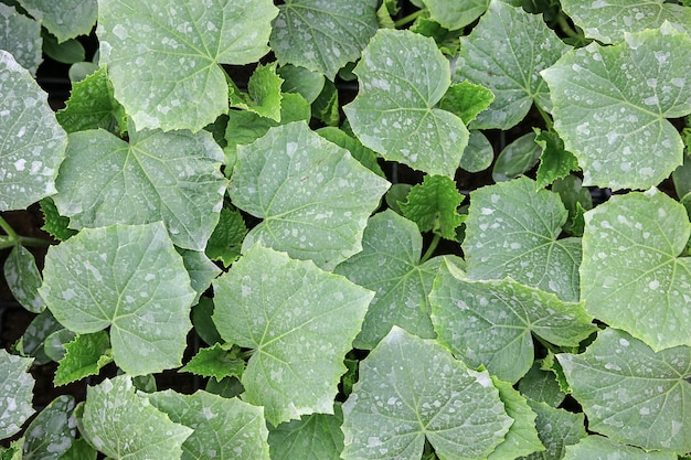 Plántulas de pepino de vivero, negocio de plántulas. Vivero de plántulas.