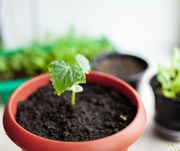 Plántulas de pepinos en macetas cerca de la ventana, un primer plano de la hoja verde. Cultivar alimentos en casa para un estilo de vida ecológico y saludable. Cultivo de plántulas en casa en la estación fría.