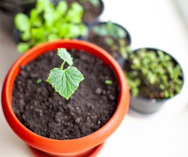 Plántulas de pepinos en macetas cerca de la ventana un primer plano de hoja verde