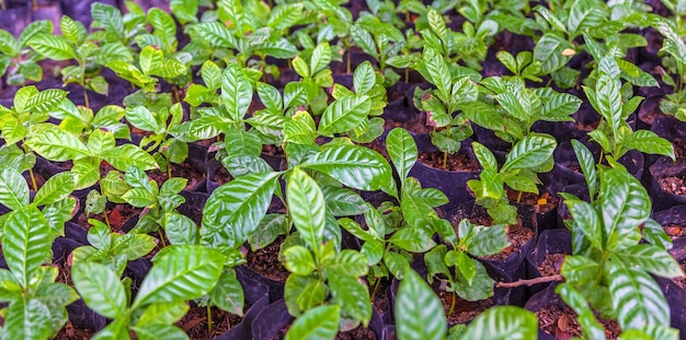 Plántulas de pequeños cafetos en el vivero para prepararse para la siembra