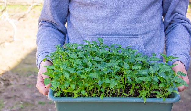 Plántulas de pimienta en las manos en el fondo del jardín