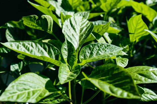 Plántulas de pimiento en el alféizar de la ventana Plantar un huerto Sembrar semillas y cultivar plántulas