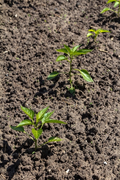 Plántulas de pimiento en la cama del jardín