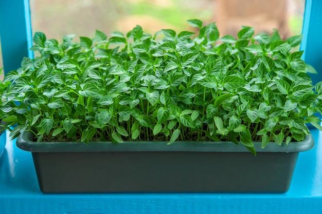 Las plántulas de pimiento crecen en primavera. Enfoque selectivo. Naturaleza.