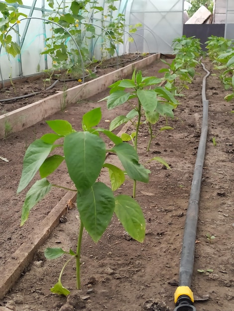 Plántulas de pimiento en invernadero.