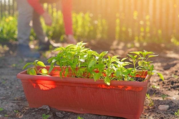 Las plántulas de pimiento en maceta están en el suelo Mujer prepara el terreno para plantar plantas