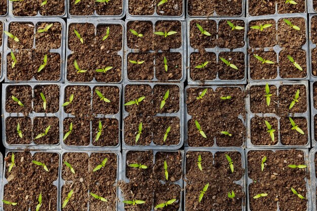 Las plántulas de pimiento tienen 4 hojas pequeñas. Cultivo de plántulas.