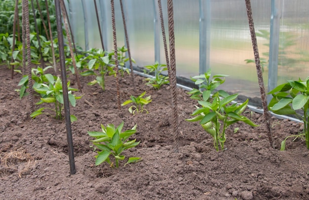 Plántulas de pimientos al plantar en un invernadero en un día soleado en un invernadero