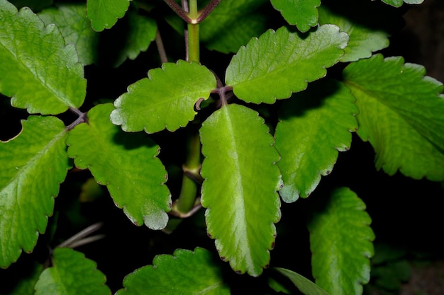 Las plántulas de la planta Kalanchoe pinnata brotan del borde de las hojas del tallo.