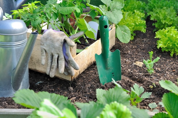 plántulas para plantación con regadera y pala