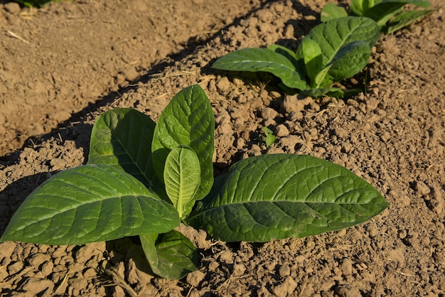 Plántulas y plantaciones de tabaco primaveral, que crecen con la luz del sol, en Sukhothai, en el norte de Tailandia