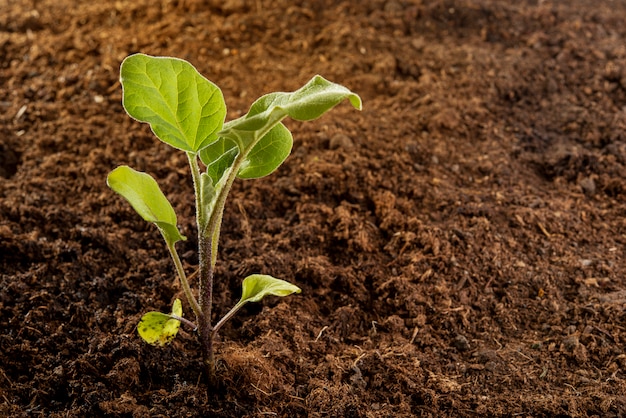 Plántulas plantadas berenjena berenjena