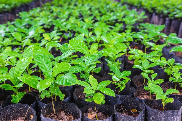 Plántulas de plantas de café en un vivero.