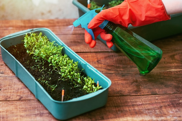 Plántulas de plantas de jardín, plantadas en una gran maceta rectangular, regadas con agua de un rociador.