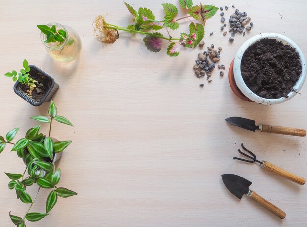 Plántulas de plantas listas para plantar.