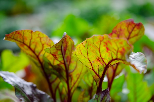 Plántulas de plantas en macetas y bandejas en el alféizar de la ventana. Enfoque selectivo