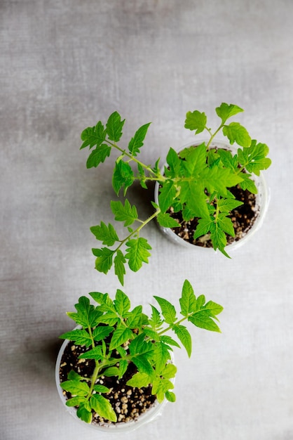 Plántulas de plantas de tomate que crecen en una maceta de plástico