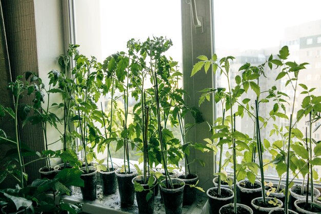 plántulas de plantas en la ventana.