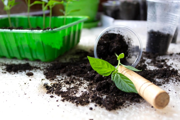 Plántulas Plántulas jóvenes en macetas Transplante de plántulas en el suelo preparación para la siembra en agricultura Concepto verde