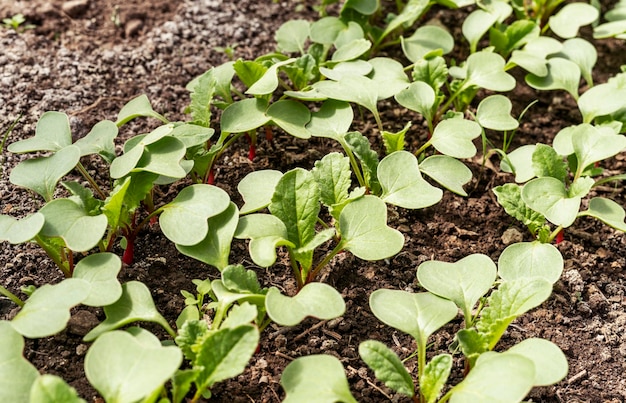 Plántulas de rábano jóvenes que crecen en la cama del jardín del suelo concepto de jardinería orgánica agricultura de alimentos saludables