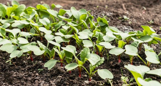 Plántulas de rábano jóvenes que crecen en el suelo en la cama del jardín jardinería orgánica agricultura de alimentos saludables