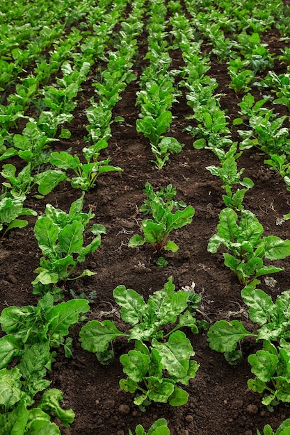 Plántulas de remolacha plantadas huerto agricultura negocio rural