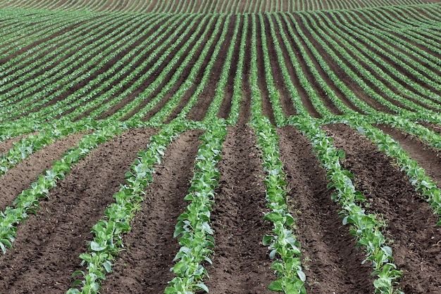 Plántulas de repollo en surcos en el campo actividades agrícolas y de jardinería durante la siembra