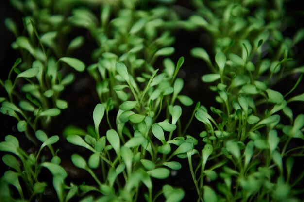 Plántulas de rúcula cultivadas en suelo negro en un casete closeup horticultura y horticultura