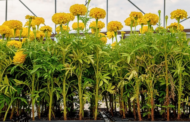 Plántulas de una rudbeckia perenne híbrida en un centro de jardinería para plantar en un área suburbana en primavera