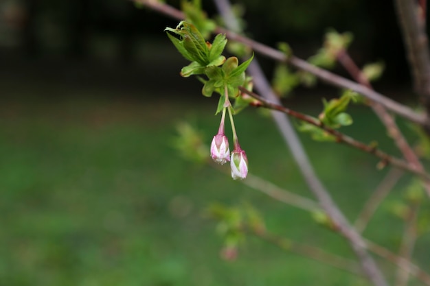 Plántulas de sakura de nombre Prunus serrulata "Royal Burgundy". Copas de los árboles en flor.