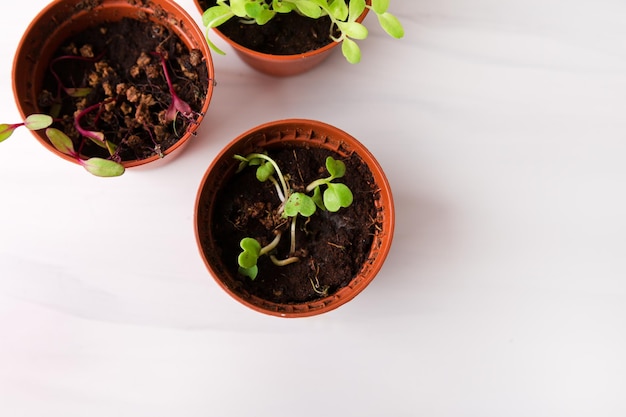 Plántulas secas en una maceta Brotes secos en el suelo Plantas muertas en macetas Plántulas secas Concepto de jardinería y jardín doméstico Una enfermedad de plantas y plántulas