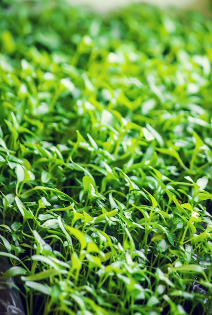 Plántulas en tazas. Enfoque selectivo plantas de la naturaleza.