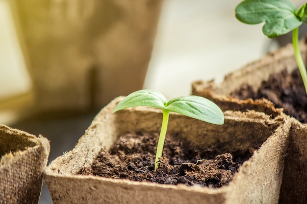 Plántulas en tazas. Enfoque selectivo plantas de la naturaleza.