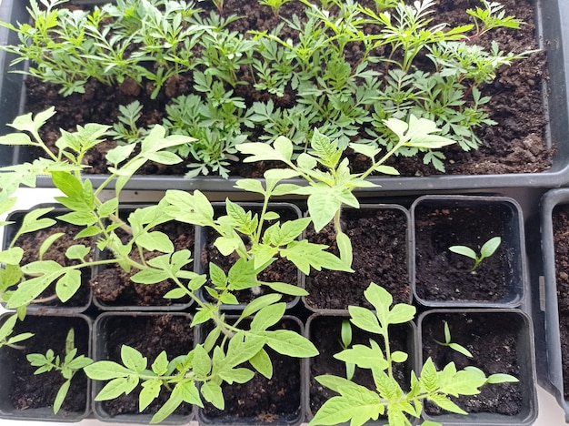 plántulas, temporada, tomates, flores, caléndulas, cultivo de hortalizas, floricultura, pueblo