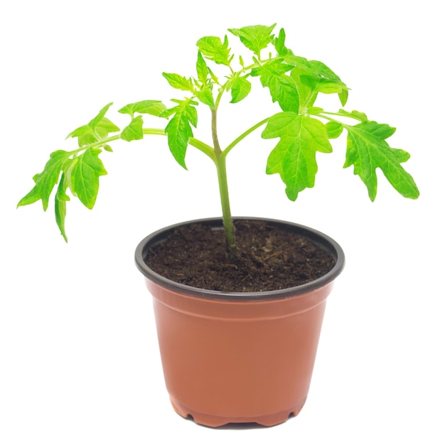 Plántulas de tomate aisladas sobre fondo blanco. Agricultura orgánica