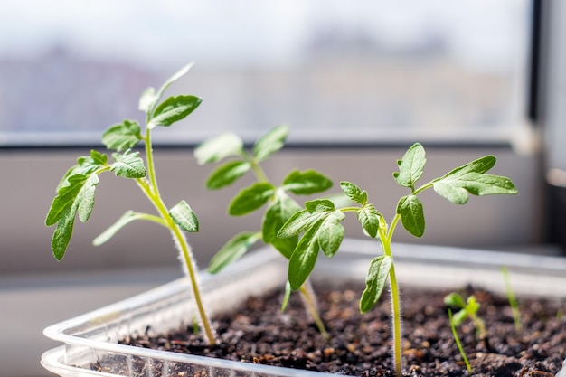 Plántulas de tomate antes de plantar en el suelo Plantas jóvenes frágiles