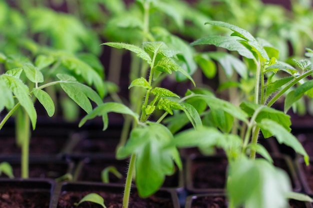 Plántulas de tomate en bandeja de plántulas listas para trasplantar en invernadero